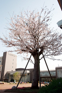 東京都市大学横浜キャンパスに咲く桜（染井吉野）　平成22年4月撮影