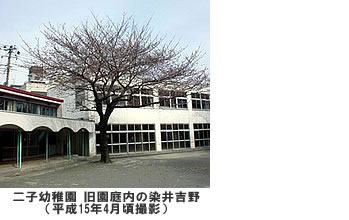 東京都市大学二子幼稚園（当時：東横学園二子幼稚園）から東京都市大学（当時：武蔵工業大学）横浜キャンパス正門に移植された桜（染井吉野）が今年も満開になりました