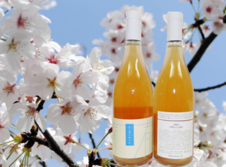 東京都市大学グループの祖である五島慶太翁の故郷・青木村との繋がりが生んだオリジナルワイン「としだいわいん」がサクラ咲く季節に誕生しました